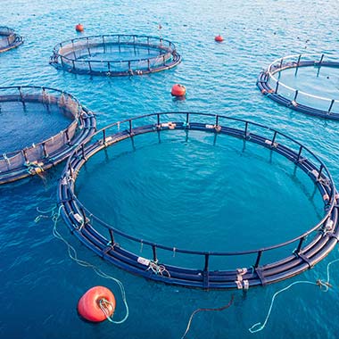 Nätpennor för akvakultur innehåller odlad fisk och skaldjur. En biprodukt av odlingen är ammoniak som också kan vara giftig för fisk.